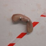 «Молчание ягнят», 2010