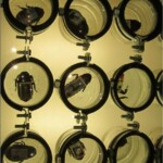 «Почтовые тараканы». 2013. Фрагмент инсталляции. «Рождённые летать... и ползать», Русский музей (ГРМ, Санкт-Петербург)